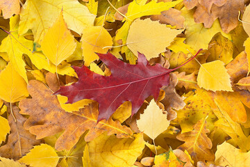 Fallen leaves on ground in autumn park. Group of yellow fallen leaves and one red leaf.
