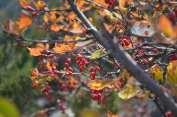 Autumn leaves and berries of barberry 