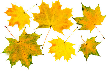Autumn fallen maple leaves isolated on white background. Set of yellow, orange and green maple leaves. 