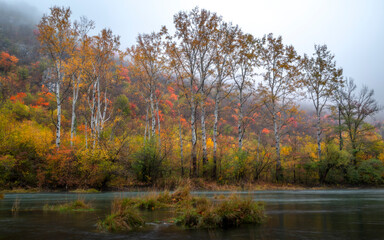 Obraz premium autumn in the forest
