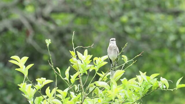 Closeup of a Long-tailed Mockingbird (Mimus longicaudatus) singing loudly perching in tree in Vilcabamba, Ecuador.