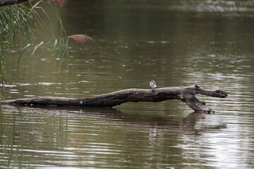 Bird on a branch in the pond