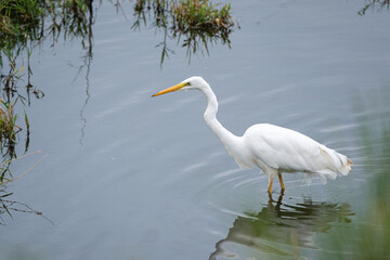 Great white egret on the lake