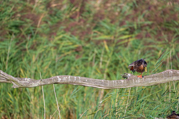 Ducks on a branch over the lake