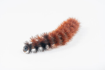 woolly worm caterpillar on a white background