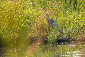Grey heron on the lake in the wild - France Brenne