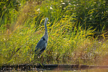 Grey heron on the lake in the wild - France Brenne