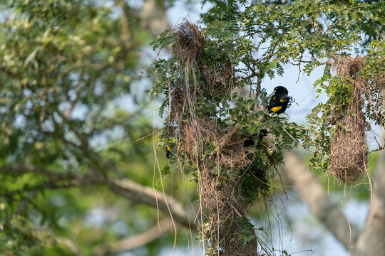 The Yellow-rumped Cacique (Cacicus cela) at the nest