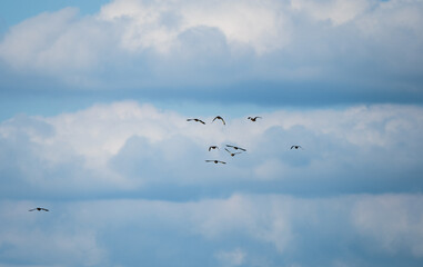 Birds flying in the sky