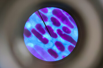 Detailed view of the cells of a red onion as seen through a microscope. Biology experiment.