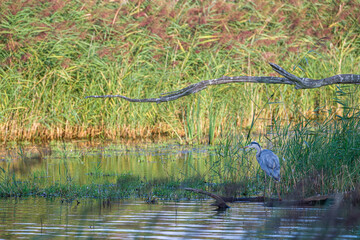 Grey heron on the lake in the wild - France Brenne