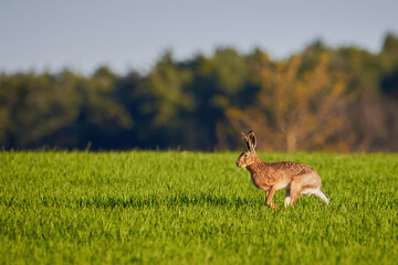 Obraz na płótnie Canvas European Hare running on a meadow (Lepus Europaeus)