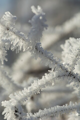 snow covered branches