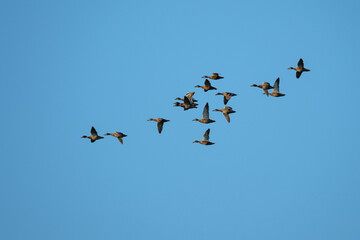 Obraz premium Geese in flight