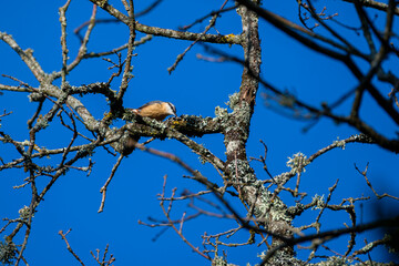 Wooden nuthatch on a tree in front of the blue sky