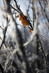 butterfly in the snow