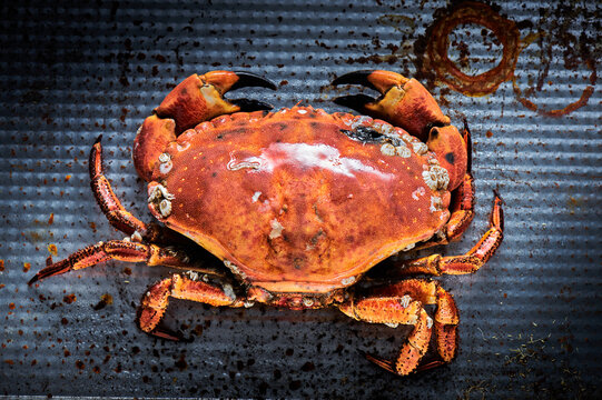 Crab on grey rustic background. Seafood with copy space