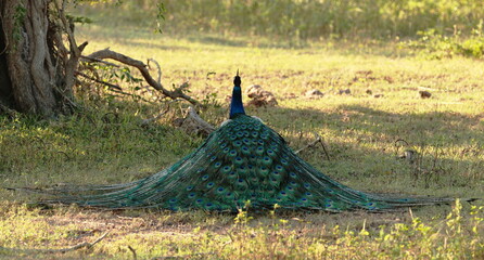 peacock in the woods