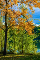 Autumn lanscape at lake, sunlit trees, dark on dark blue sky background