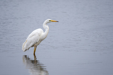 Great white egret on the lake