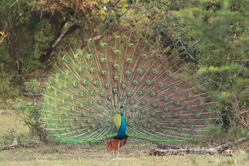 peacock with feathers out