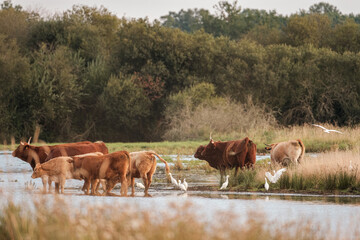 Herd of cows in a field at sunset- France Brenne