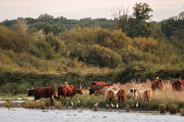 Herd of cows in a field at sunset- France Brenne