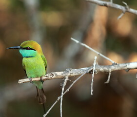 Green bee eater on branch