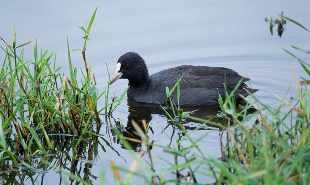 Eurasian coot (Fulica atra), also known as the common coot, or Australian coot in the wild - Brenne, France.