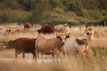 Herd of cows in a field at sunset- France Brenne