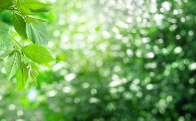 Branch of fresh young foliage on a spring green blurred background