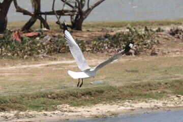 seagull in flight