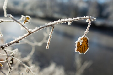 frost on a branch