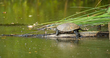  European pond turtle (Emys orbicularis) in Brenne, France.