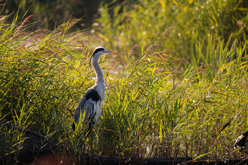 Grey heron on the lake in the wild - France Brenne