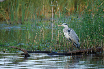 Grey heron on the lake in the wild - France Brenne