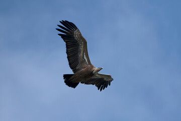 Griffon Vulture flying in  Santa Cilia de Panzano Spain.
