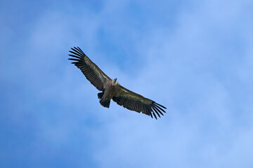 Griffon Vulture flying in  Santa Cilia de Panzano Spain.