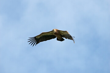 Griffon Vulture flying in  Santa Cilia de Panzano Spain.