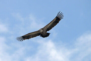 Griffon Vulture flying in  Santa Cilia de Panzano Spain.