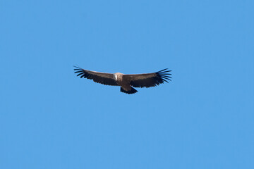 Griffon Vulture flying in  Santa Cilia de Panzano Spain.