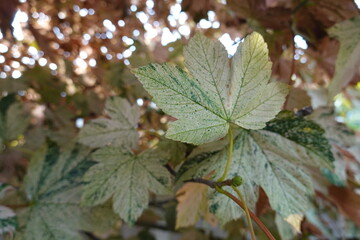 Acer pseudoplatanus 'Esk Sunset'. Rare variegated Esk Sunset Sycamore maple.