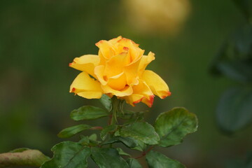 yellow rose flower