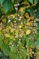 Styrax japonica.(Japanese Storax) a perennial woody deciduous member of the Styrax genus in the family Styracaceae.