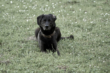 Labrador retriever noir .