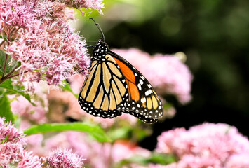 Fototapeta na wymiar Monarch butterfly (Danaus plexippus) feeding on the pink flowers of Joe-Pye Weed (Eupatorium purpureum). Side view. Copy space.