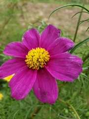 Fototapeta premium pink flower in the garden
