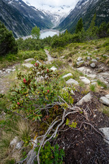 Pine tree trunk, Blue Schlegeis Stausee lake and alps mountains in background. Zillertal, Austria,...