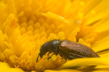 escarabajo disfrutando de polen en flor amarilla 