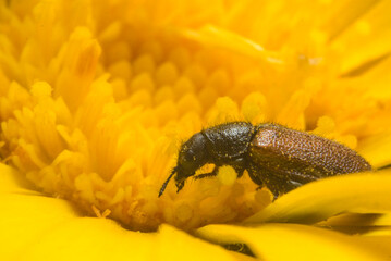 escarabajo disfrutando de polen en flor amarilla 
